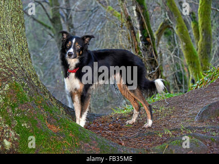 Chien Border Collie tricolore dans les bois. Banque D'Images