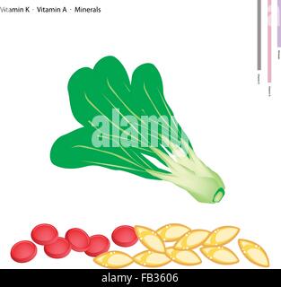Concept de soins de santé, de l'illustration de petits Bok Choy, Pok Choi ou Pak choi avec la vitamine K, vitamine A et en minéraux essentiels, tablette Illustration de Vecteur