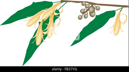 Belle fleur jaune, Illustration de Michelia Champaca Michelia Alba fleur ou fleur avec des feuilles vertes et de fruits sur une Bran Illustration de Vecteur