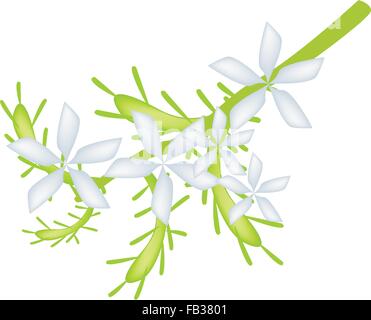 Belle Fleur, illustration du Cap Blanc ou blanc Fleur Leadwort Plumbago Flower avec des feuilles vertes isolé sur un Blanc Retour Illustration de Vecteur