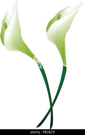 Belle Fleur, Illustration Bouquet de fleurs de lis calla blanc ou blanc avec des fleurs d'Arum Vert feuilles isolated on White Illustration de Vecteur