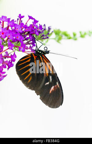 Papillon Heliconius melpomene Banque D'Images