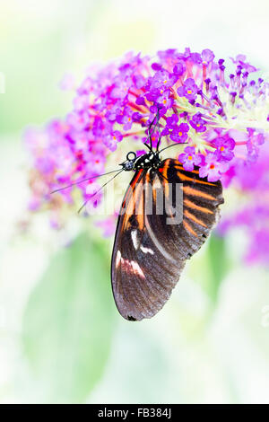 Papillon Heliconius melpomene Banque D'Images