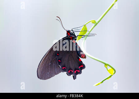 Papillon noir et rouge Banque D'Images