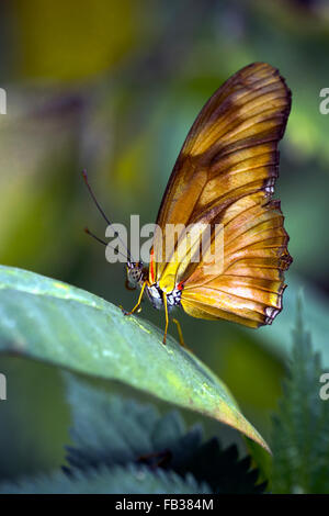 (Dryas iulia Julia heliconian, Dryas Julia Butterfly) Banque D'Images