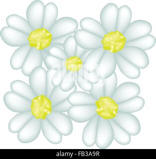 Belle Fleur, Illustration de belles fleurs Achillée blanc isolé sur fond blanc. Illustration de Vecteur