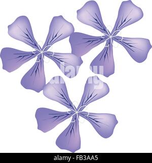 Belle Fleur, Illustration de trois belles fleurs rose pourpre ou Pelargonium Graveolens Fleurs isolé sur Whi Illustration de Vecteur