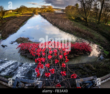 Yorkshire Sculpture Park, Royaume-Uni. 8 janvier, 2016. C'est le dernier week-end lorsque les visiteurs YSP pouvez visualiser vague, par l'artiste Paul Cummins, un grand arc de têtes de pavot rouge vif sur les tiges de suspension d'imposants. Première affichée à la Tour de Londres en 2015. Exposition se termine le dimanche 10 janvier. Bailey-Cooper Photo Photography/Alamy Live News Banque D'Images