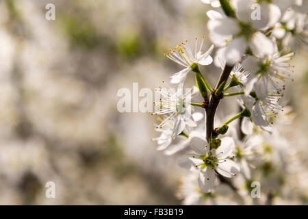 Nouvelles Printemps des fleurs et des feuilles sur un arbre fruitier prunellier Banque D'Images