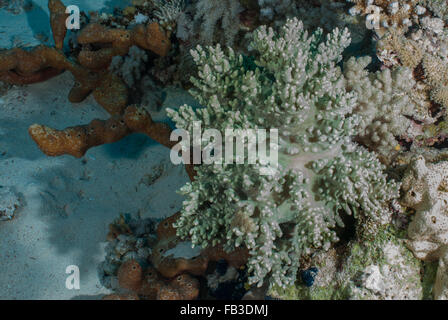 Corail cuir doigt, Sinularia polydactyla, Alcyoniidae, Charm el Cheikh-, Red Sea, Egypt Banque D'Images