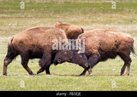 Deux bisons bull spar dans un pré herbeux dans le Parc National de Yellowstone, Wyoming. Banque D'Images