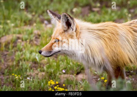 Un renard roux regarde au loin à l'écoute pour un repas au Parc National de Grand Teton, Wyoming. Banque D'Images