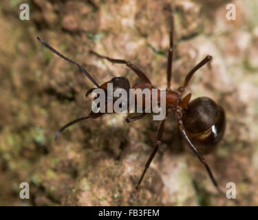 Le sud de fourmi (Formica rufa). Ant un grand l'adoption d'une posture défensive à un arbre dans une forêt anglaise Banque D'Images