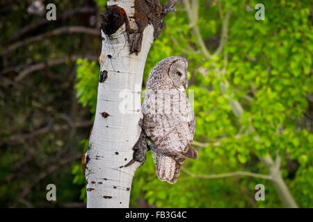 Une chouette lapone repose perchée sur un arbre branche tremble comme il se présente pour le dîner dans le Grand Teton National Park, Wyoming. Banque D'Images