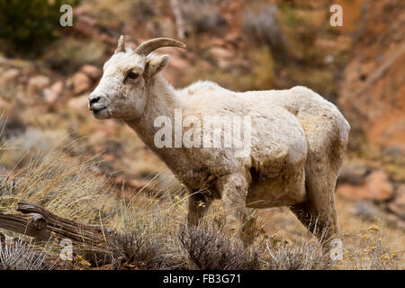 Un mouflon broute brebis enceintes dans les graminées et les armoises dans la forêt nationale de Bridger-Teton, Wyoming. Banque D'Images