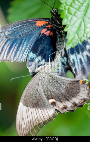 Grand mormon Papilio memnon agenor) Accouplement de papillons ou de reproduction Banque D'Images