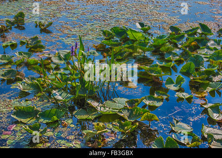 Détail de lillypads sur l'eau, parc national de la Pointe-Pelée, Ontario, Canada Banque D'Images