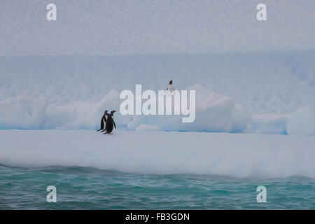 Manchots debout sur iceberg dans l'Antarctique. Banque D'Images