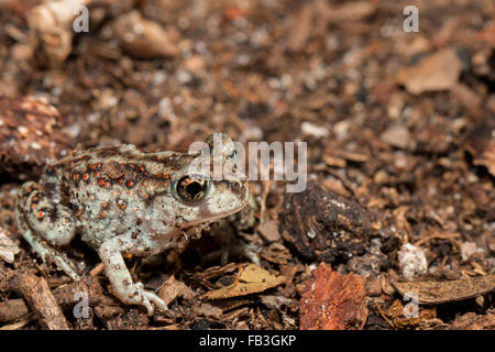 Crapaud de l'Est - Scaphiopus holbrookii Banque D'Images