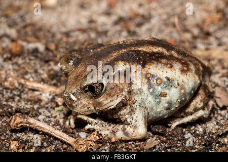Crapaud de l'Est - Scaphiopus holbrookii Banque D'Images