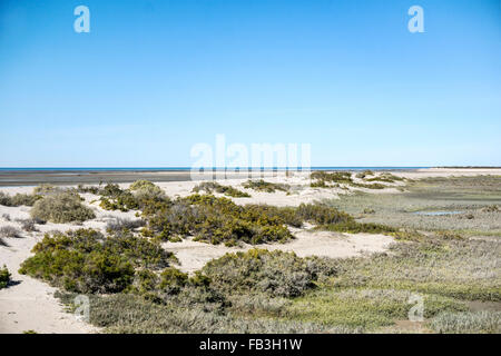 Belles couleurs subtiles du désert de Sonora la végétation comme elle se mêle aux dunes beach à Laguna shores Puerto Peñasco Banque D'Images