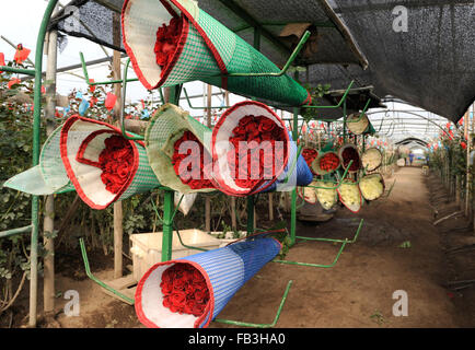 La récolte de Roses, plantation en Tumbaco, Cayambe, Equateur, Amérique du Sud Banque D'Images