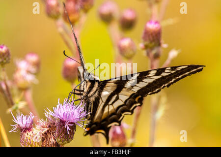 Un Western Tiger Swallowtail est perché sur christmas star western fleurs de chardon. Banque D'Images