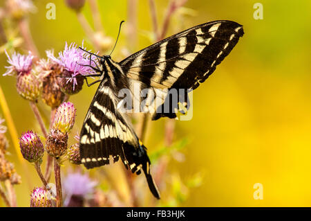 Un Western Tiger Swallowtail, manque le quart arrière de son aile droite, perches sur christmas star western fleurs de chardon. Banque D'Images