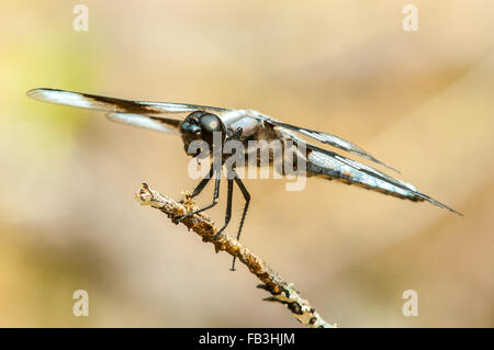 Un Eight-Spotted grande libellule skimmer est perché sur une brindille sèche. Banque D'Images