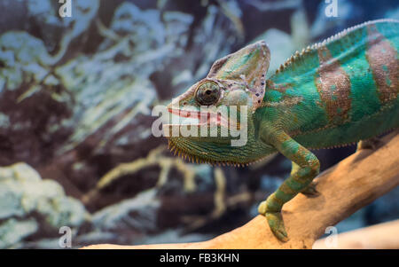 Caméléon Vert naturel seul debout sur une branche tout en regardant dans un zoo captivité environnement Banque D'Images