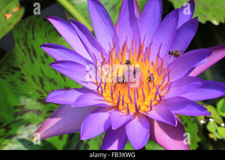 Beau gros plan de l'eau violet lily Bee pollen avec dans le jardin Banque D'Images