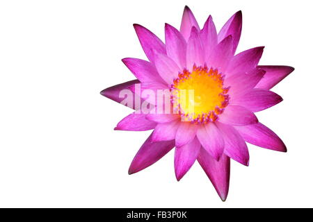 Un magnifique nénuphar rose dans le jardin isolé sur fond blanc Banque D'Images