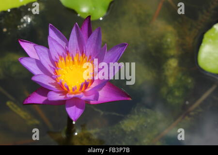 Blooming purple water lily Banque D'Images