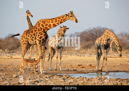 Troupeau de Girafe (Giraffa camelopardalis) à un étang, Etosha National Park, Namibie Banque D'Images