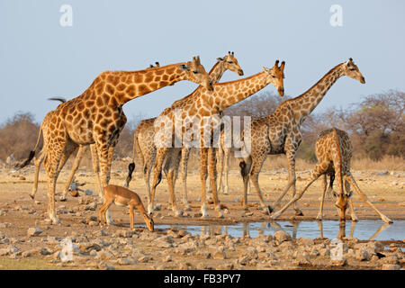 Troupeau de Girafe (Giraffa camelopardalis) à un étang, Etosha National Park, Namibie Banque D'Images