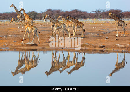 Troupeau de Girafe (Giraffa camelopardalis) à un étang, Etosha National Park, Namibie Banque D'Images