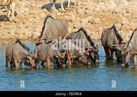 Le Gnou bleu (Connochaetes taurinus) eau potable, Etosha National Park, Namibie Banque D'Images