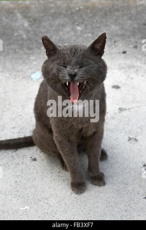 Chat gris blanc avec patch poitrine tout en baillant assis sur un sol en béton Banque D'Images