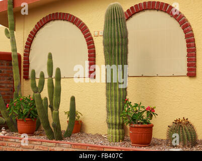 Jardin d'acti à côté d'un maison de style adobe à Tucson, Arizona, USA Banque D'Images