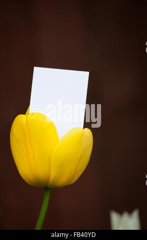 Blank business card qui sortent d'une tulipe Banque D'Images