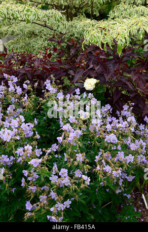 Mme Kendall Lysimachia ciliata géranium purpurea cornus variegata combinaison mixte mélange floral RM Système de plantation Banque D'Images