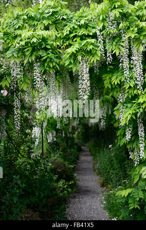 Wisteria sinensis blanc arqué pergola arche à pied fleur fleurs tunnel piétons couverts couverture grimpeur floraison printemps Floral RM Banque D'Images