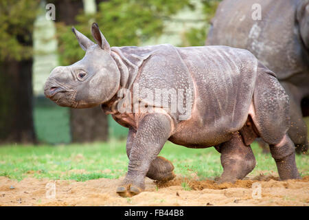 Vue Portrait d'un jeune Rhinocéros Indien Calf Banque D'Images