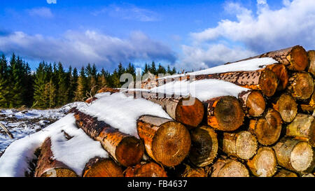 Bois abattu dans le Parc Forestier de Galloway, Scotland Banque D'Images