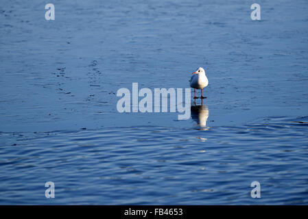 Berlin, Allemagne. Jan 9, 2016. Une mouette debout sur une fine couche de glace sur le lac de Wannsee à Berlin, Allemagne, le 9 janvier 2016. PHOTO : RALF HIRSCHBERGER/DPA/Alamy Live News Banque D'Images