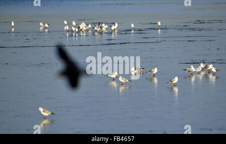 Berlin, Allemagne. Jan 9, 2016. Goélands debout sur une fine couche de glace sur le lac de Wannsee à Berlin, Allemagne, le 9 janvier 2016. PHOTO : RALF HIRSCHBERGER/DPA/Alamy Live News Banque D'Images