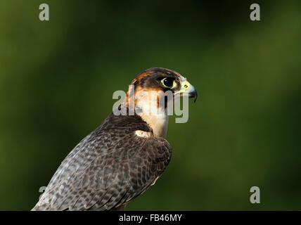 Le faucon pèlerin (Falco peregrinus) Banque D'Images