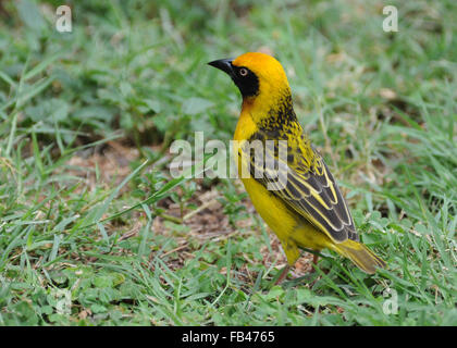 Speke's Weaver dans l'herbe au Kenya Banque D'Images