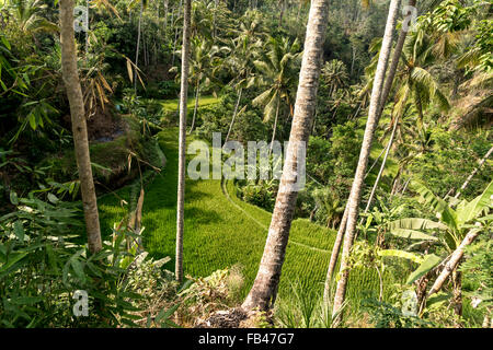 Terrasses de riz au Temple de Gunung Kawi, près de Tampaksiring Ubud, Bali, Indonésie Banque D'Images