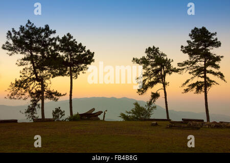 Forêt de pins dans le crépuscule soir parc national en Thaïlande Banque D'Images